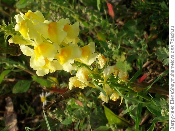 отдых в деревне