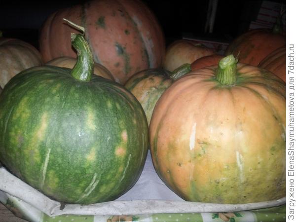 отдых в деревне