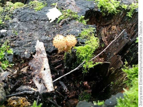 необычные грибочки