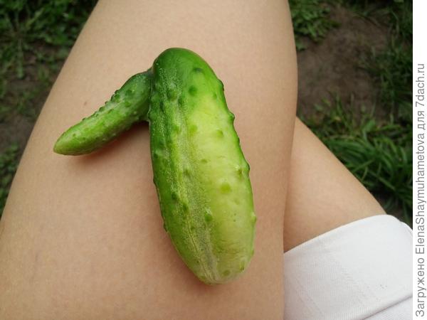 вот такой интересный огурчик вырос в огороде