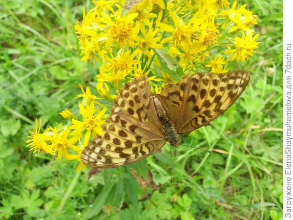 отдых в деревне