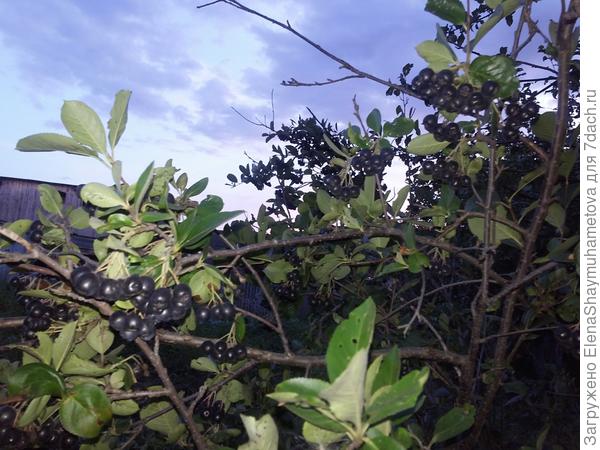 черноплодная рябина