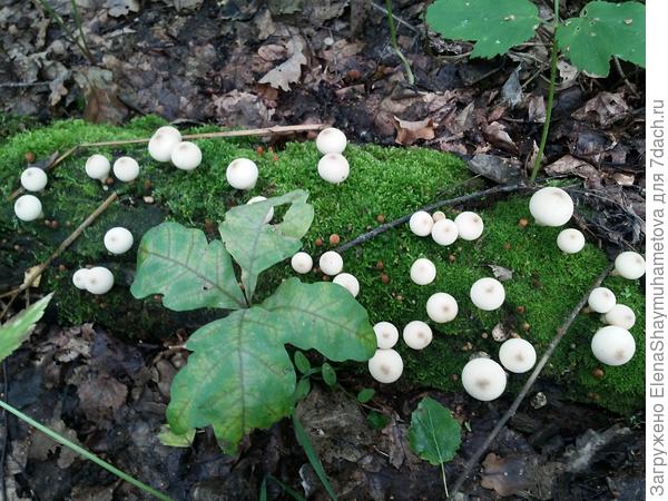 отдых в деревне