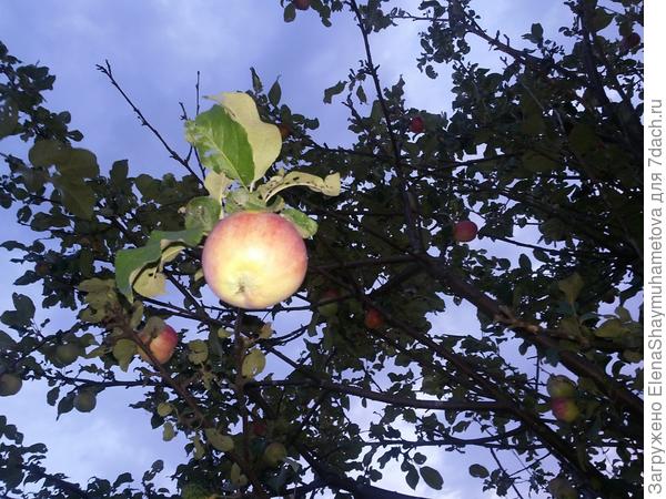 яблоня