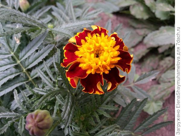 отдых в деревне