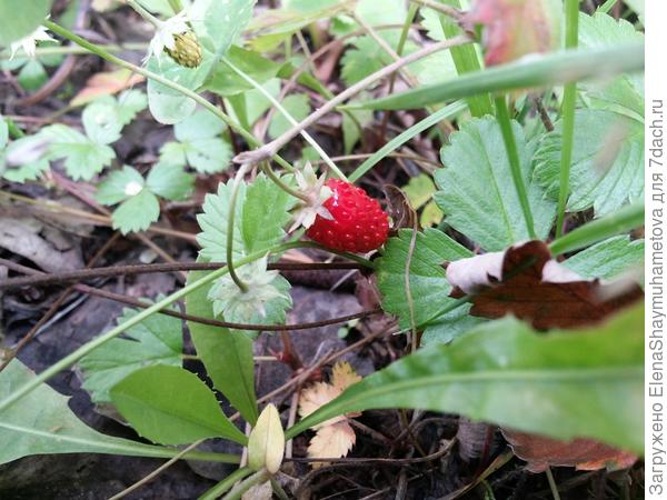 не смотря на август, в лесу нашла одну земляничку