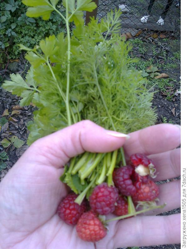 это выросло в огороде 1 декабря