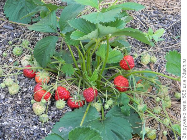 Самая сладкая ягода на вашем участке — выращиваем клубнику