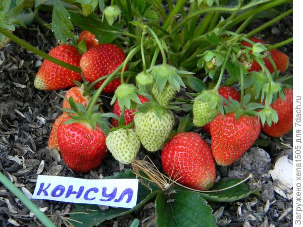 консул