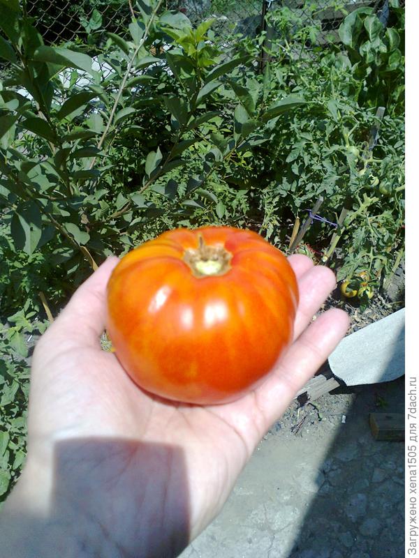 Пловдивская каротина