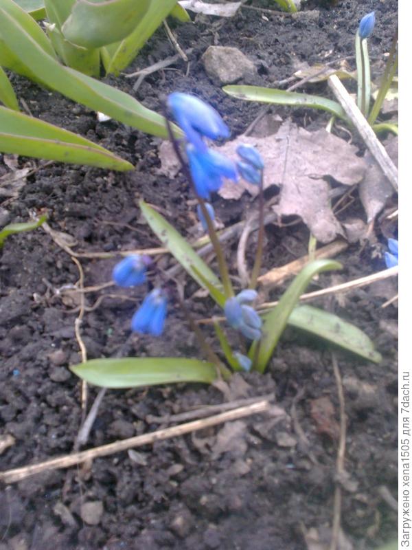 расцвели подснежники