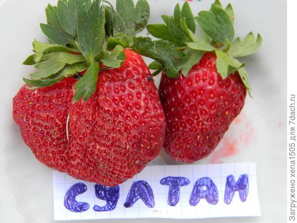Султан