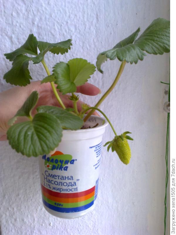 альбион