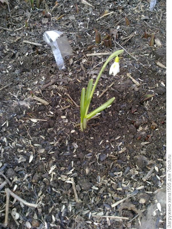 подснежник