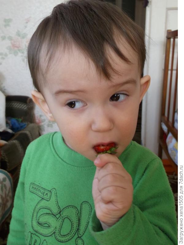 земляника и мой сынишка