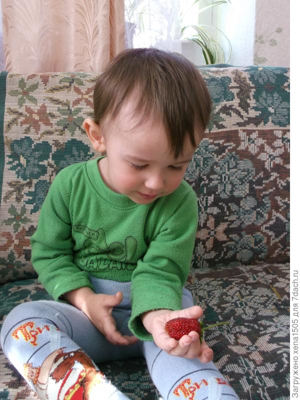 земляника и мой сынишка