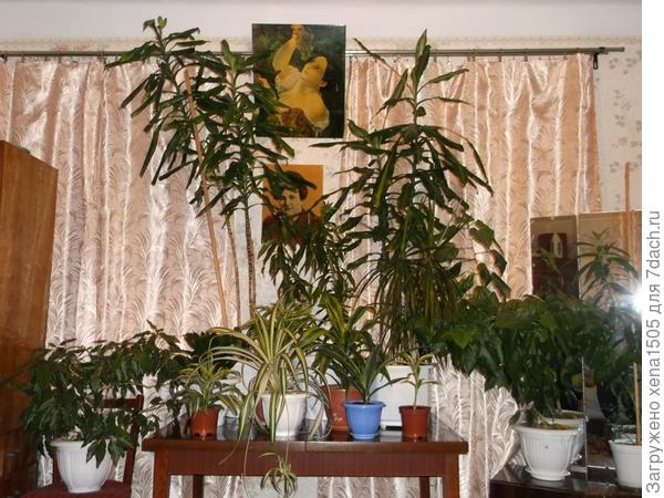 комнатные растения