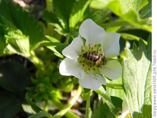 Цветок земляники