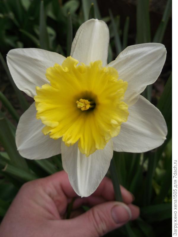 нарцисс
