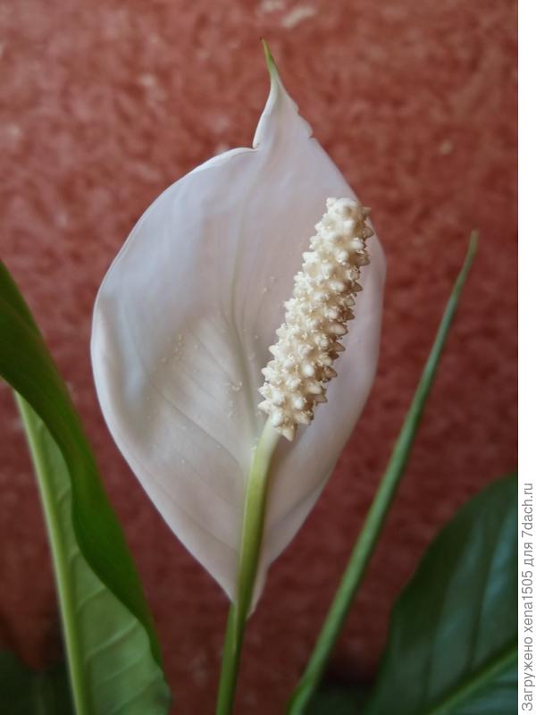 Спатифиллум