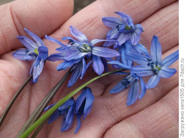 подснежники