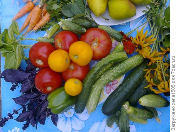 овощи и фрукты