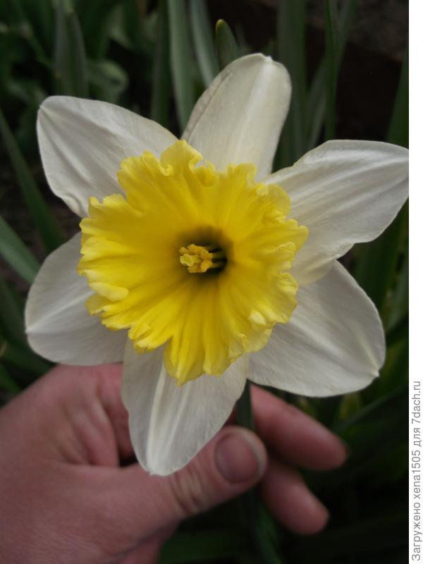нарцисс