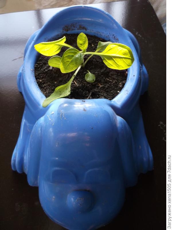 сурфиния в горшке