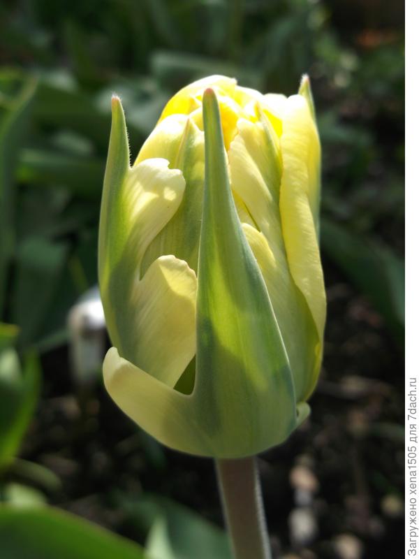 тюльпан