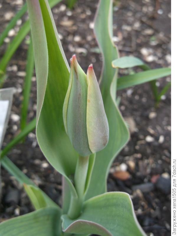 тюльпан