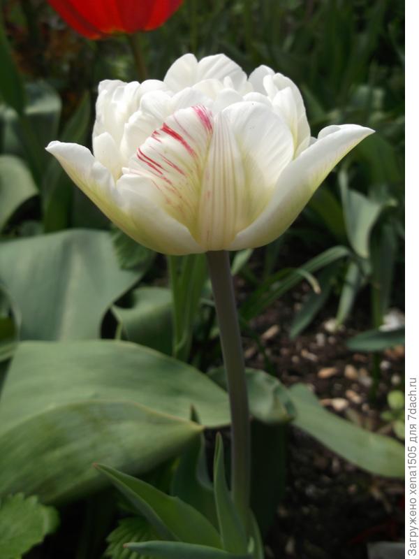 тюльпан