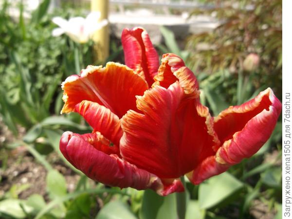 тюльпан