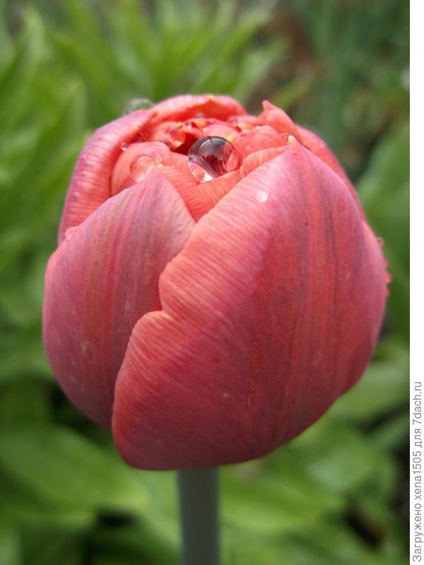 тюльпан