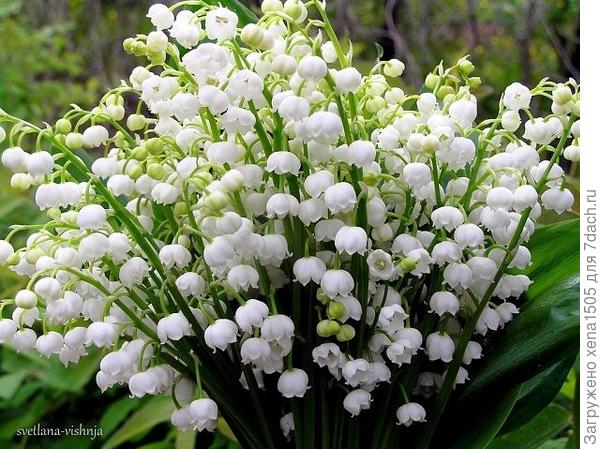 ландыши