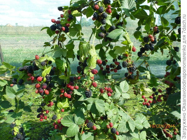 А этот сорт мне достался от бабушки, очень-очень старый, бабушка говорила Воронежской селекции, Бальзам.
