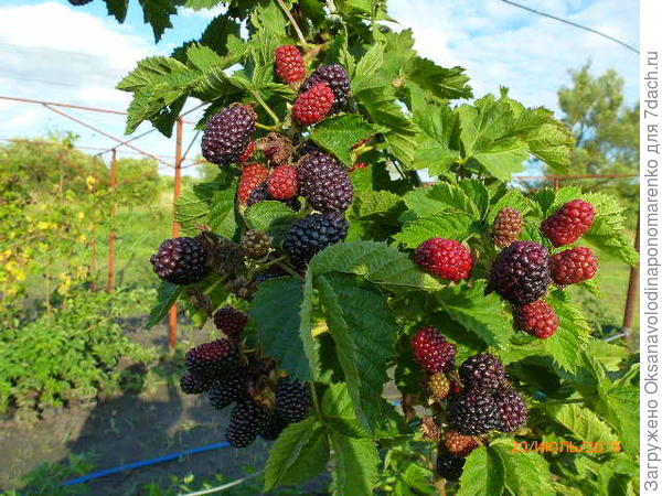 Валдо. Малыш Вадо, очень вкусный, и детям ,и взрослым. И при небольшом участке.