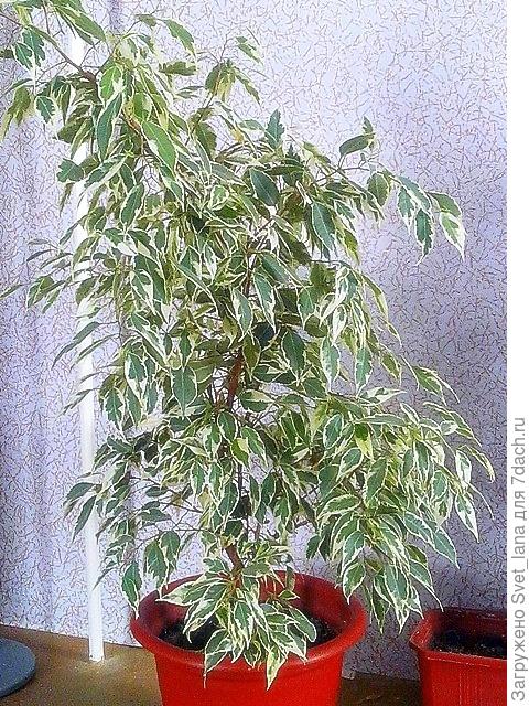 фикус