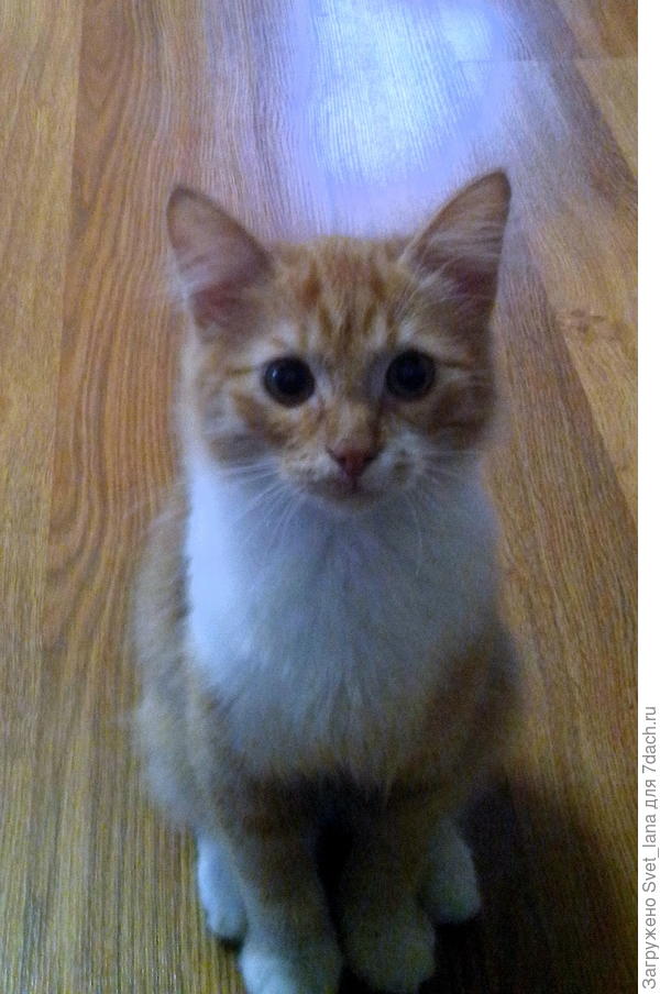 Вот таким он к нам приехал в сентябре 2016 г. Сейчас у Тимохи полноценная семья, причем не только человеческая, но и кошачья. В сентябре же в дом напросилась еще одна бродячая кошка (я о ней писала). Живут припеваючи теперь, на участок даже собак не пускают. Настоящая банда.