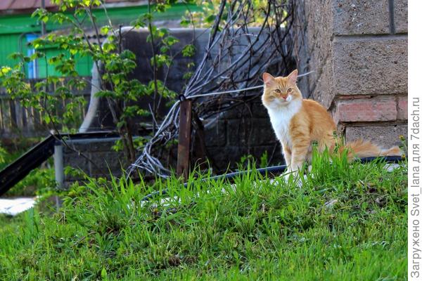 Сейчас территорию он свою освоил. С соседским старым матерым котом установил нейтралитет и четкие границы.