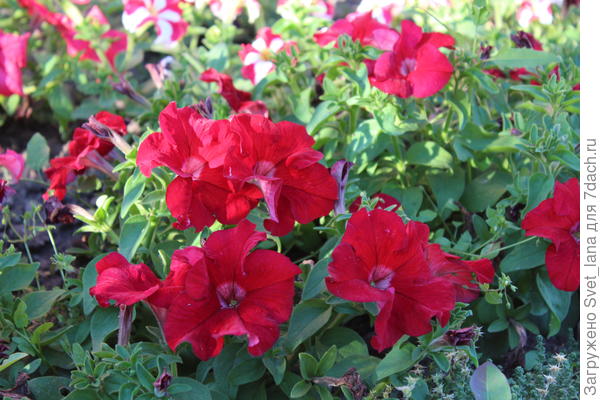 Комплиментуния красная F1