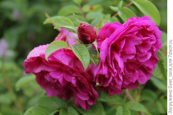 Мои обычные, цветут все лето...и аромат - просто восхитительный