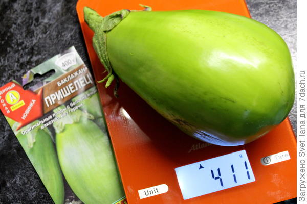 15.07.2021 г, второй сбор урожая и самый крупный плод