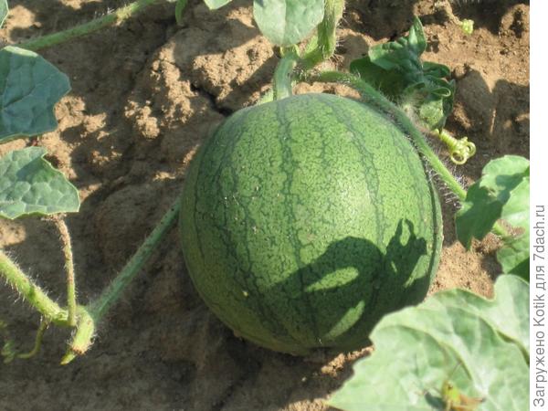 сладкие и ароматные арбузы растут на грядках подмосковья!)