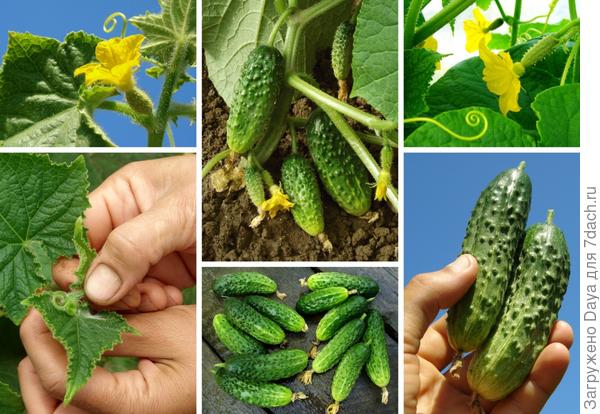 Мама, папа, я - дачная семья.