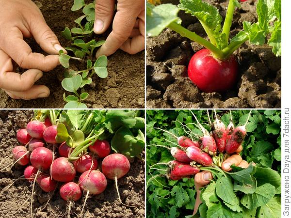 Мама, папа, я - дачная семья.