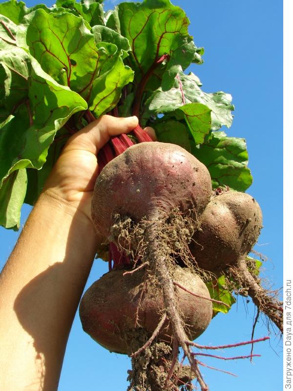 Мама, папа, я - дачная семья.