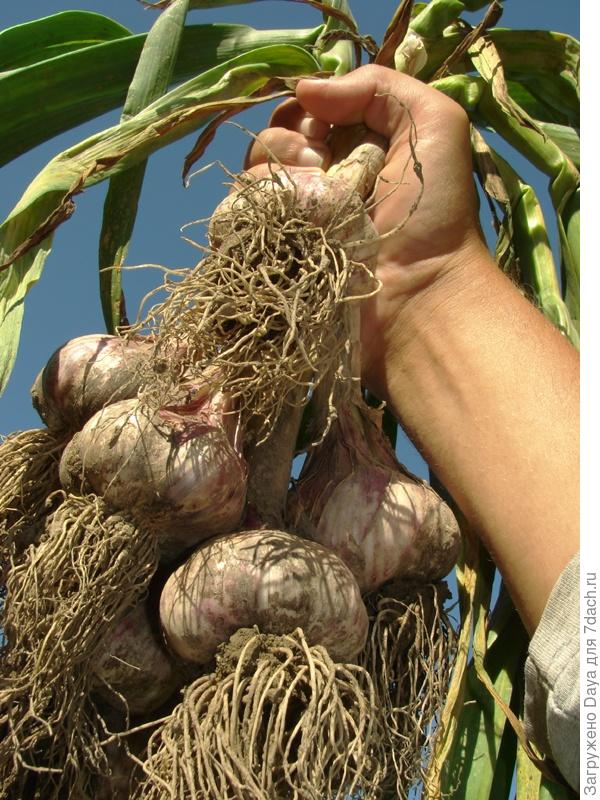 Мама, папа, я - дачная семья.