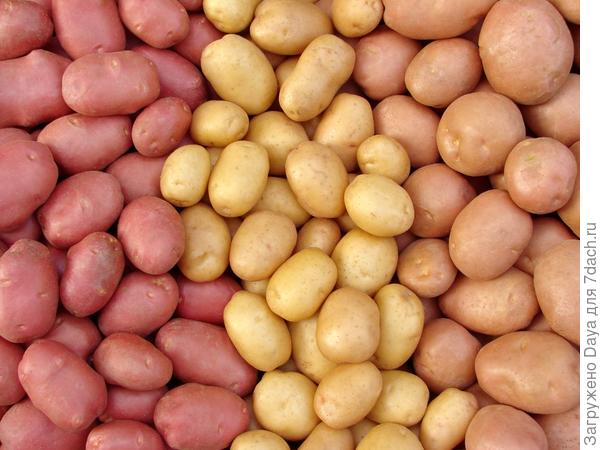 Мама, папа, я - дачная семья.