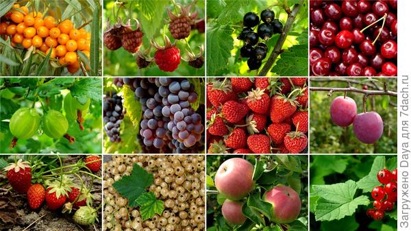 Мама, папа, я - дачная семья.