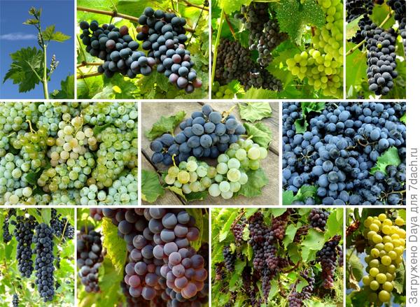 Мама, папа, я - дачная семья.